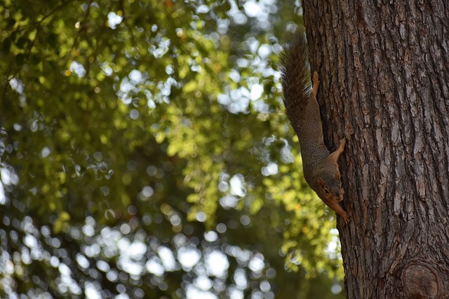 相信国羽将 相信国羽将